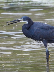 Egretta garzetta dimorpha