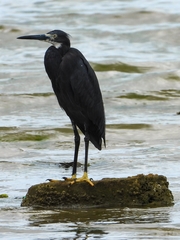 Egretta garzetta dimorpha
