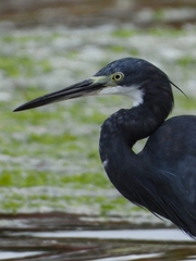 Egretta garzetta dimorpha