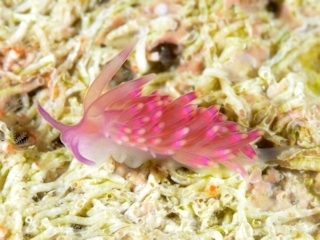 Tenellia beta