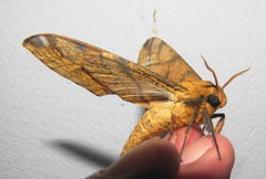 Platysphinx piabilis