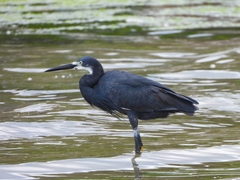 Egretta garzetta dimorpha