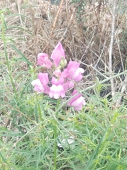 Antirrhinum tortuosum