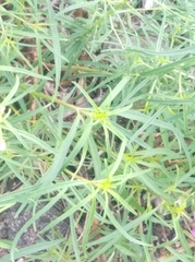 Antirrhinum tortuosum