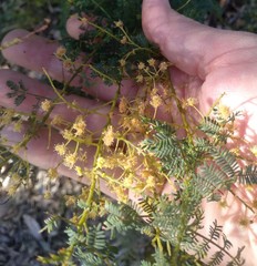 Acacia pubescens