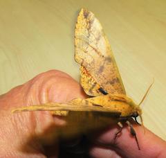 Platysphinx piabilis