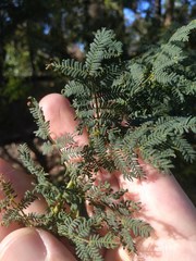 Acacia pubescens