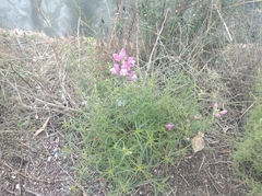 Antirrhinum tortuosum