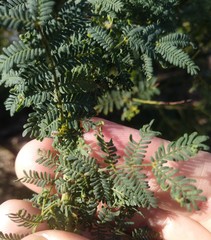 Acacia pubescens