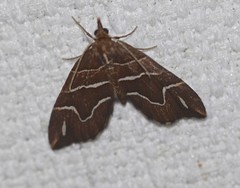 Chaetolopha leucophragma