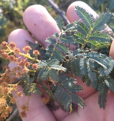 Acacia pubescens