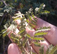 Acacia pubescens