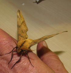 Platysphinx piabilis