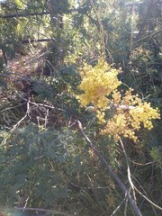 Acacia pubescens