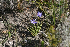 Aristea pusilla