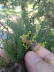 Acacia parvipinnula
