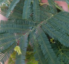 Acacia parvipinnula