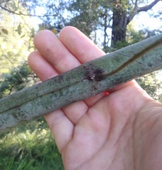 Acacia parvipinnula