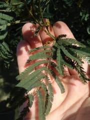 Acacia parvipinnula