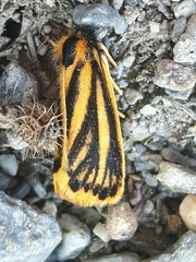 Setina aurita