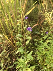 Trichostema dichotomum image