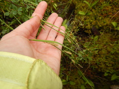Carex appendiculata