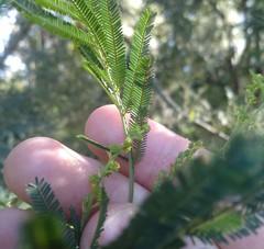 Acacia parvipinnula