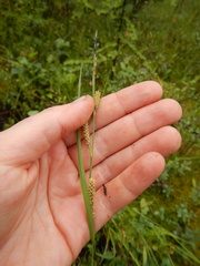Carex appendiculata