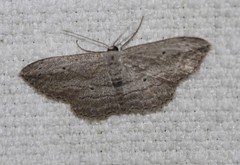 Scopula desita