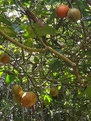 Tabernaemontana macrocarpa