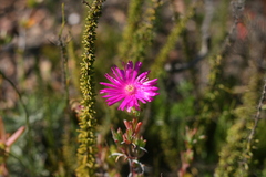 Lampranthus zeyheri
