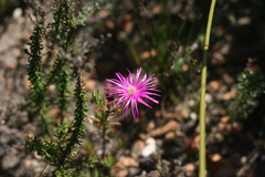 Lampranthus zeyheri
