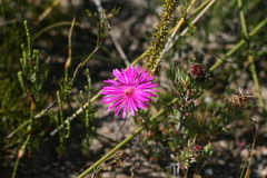 Lampranthus zeyheri