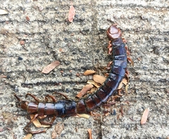 Scolopendra subspinipes