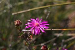 Lampranthus zeyheri