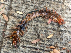 Scolopendra subspinipes