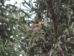 Acanthiza apicalis apicalis