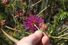 Lampranthus zeyheri