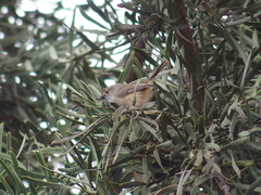 Acanthiza apicalis apicalis