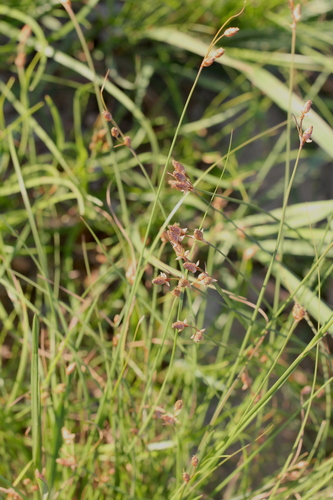 Image of Fimbristylis schoenoides by no rights reserved
