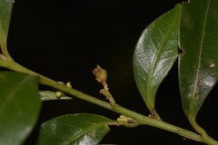 Cryptocarya meisneriana