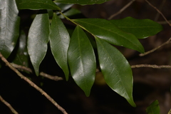 Cryptocarya meisneriana