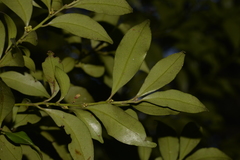 Cryptocarya meisneriana