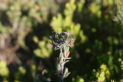 Lampranthus productus