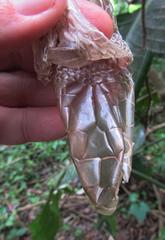 Dendroaspis polylepis