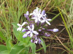 Pentanisia prunelloides