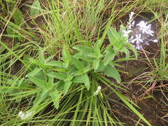 Pentanisia prunelloides