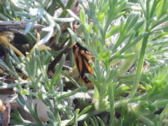 Setina aurita