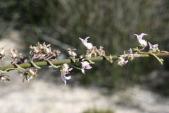 Cyphia crenata