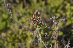 Lampranthus productus